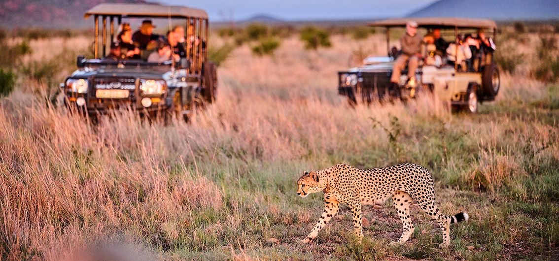 Afrika_Auf-Pirsch-im-Madikwe-Wildreservat