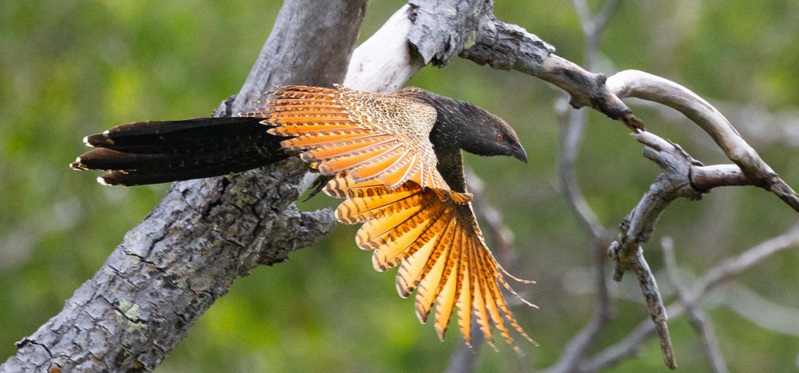 Australiens-Vogelwelt---