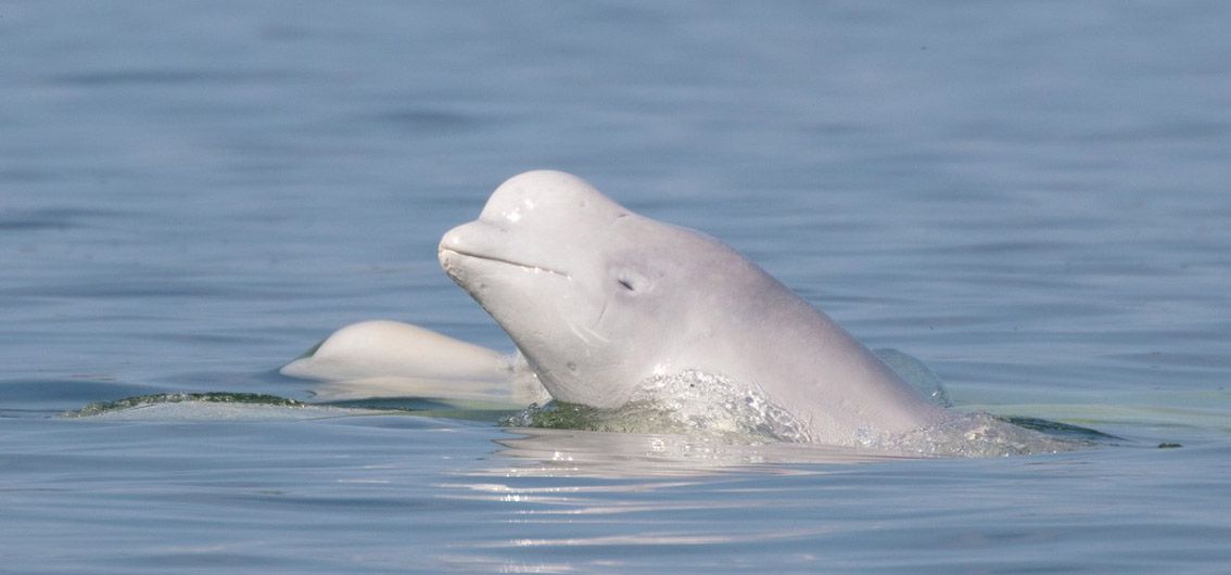 Beluga-Wale-in-der-Hudson-Bay_1@Lazy-Bear-Lodge