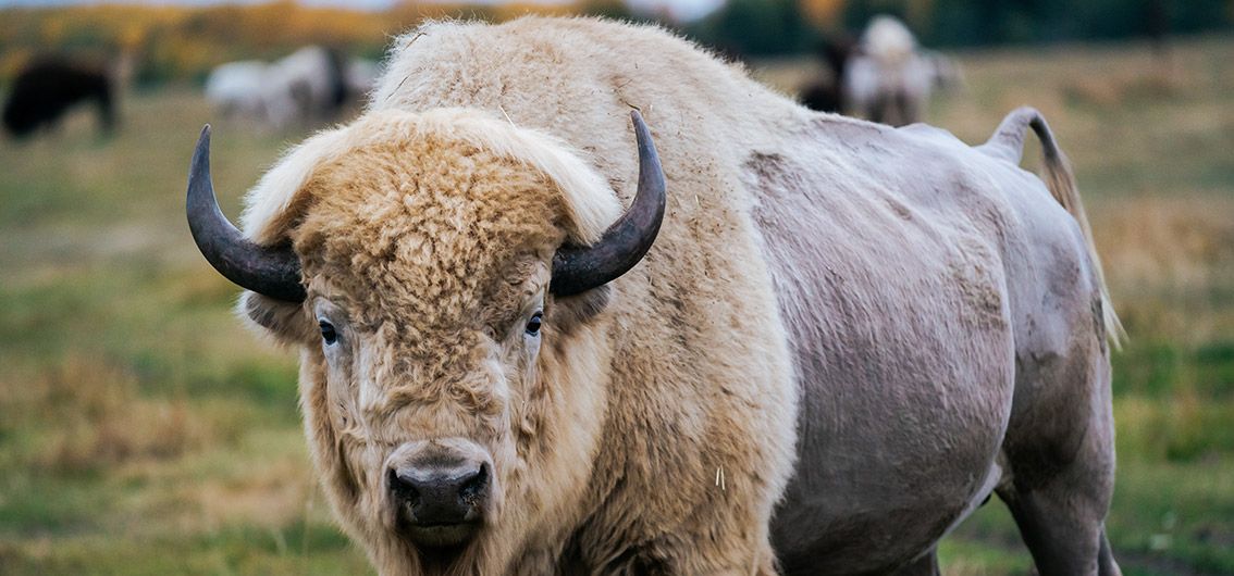 Bison---103---Credit-Jay-R