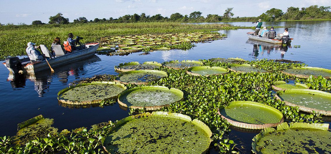 Brasilien_Ausflug-ins-Pantanal_UNESCO-Welterbe
