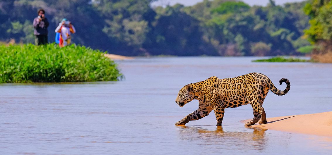 Exklusiv-Charter: Boutique-Schiff-Safari im Pantanal (2025/2026/2027)