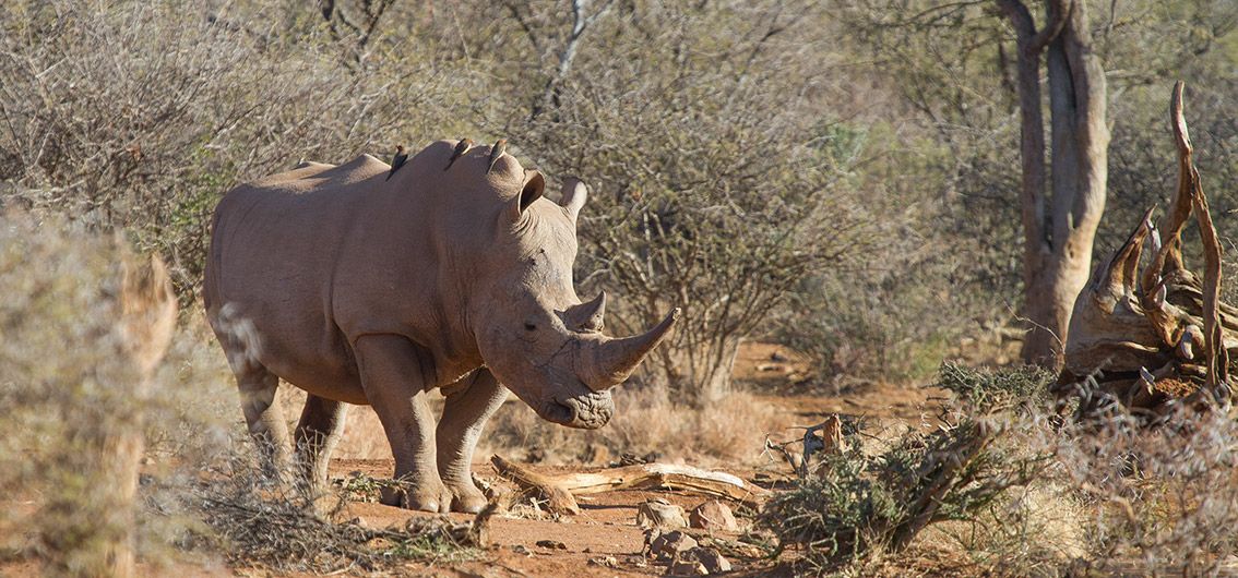 Breitmaulnashorn-im-Madikwe-Wildreservat