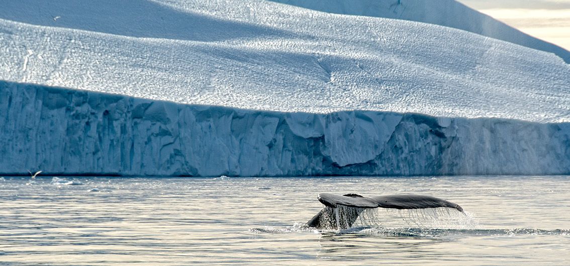 Buckelwal in Ilulissat