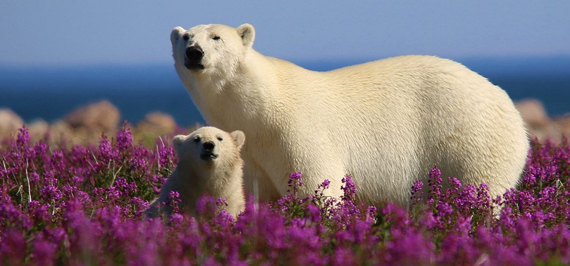 Kanadas unbekannter Norden  - Mit dem Hudson Bay Express durch die Tundra (2026/2027)