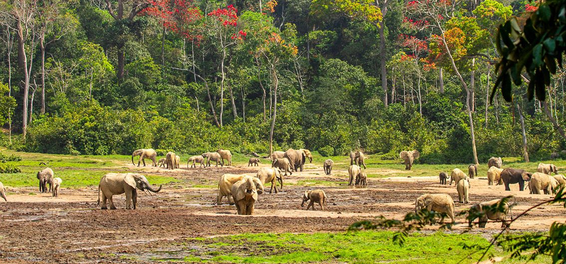 13-/15-tägige Expeditions-Schiffsreise mit 10-/11-tägiger Flussfahrt auf dem Kongo-Fluss (2025/2026/2027)