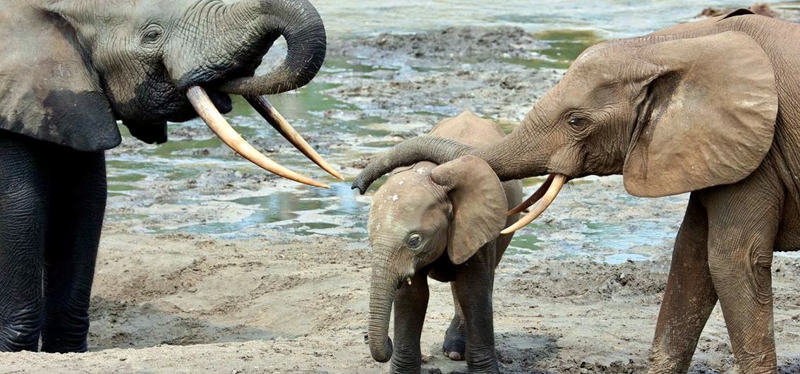 Elefantenfürsorge