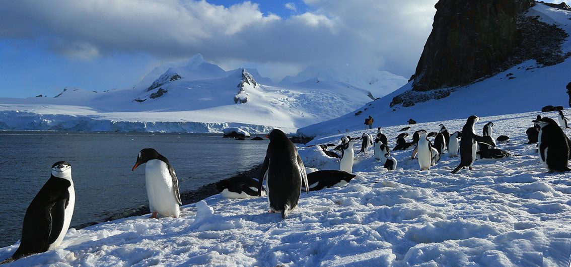 Route von Südgeorgien hinein ins beeindruckende Weddellmeer (2026/2027)