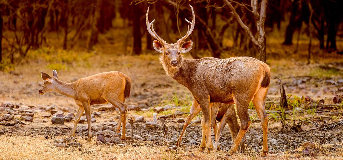 Indien - Ranthambore-Nationalpark - Sambarhirsche