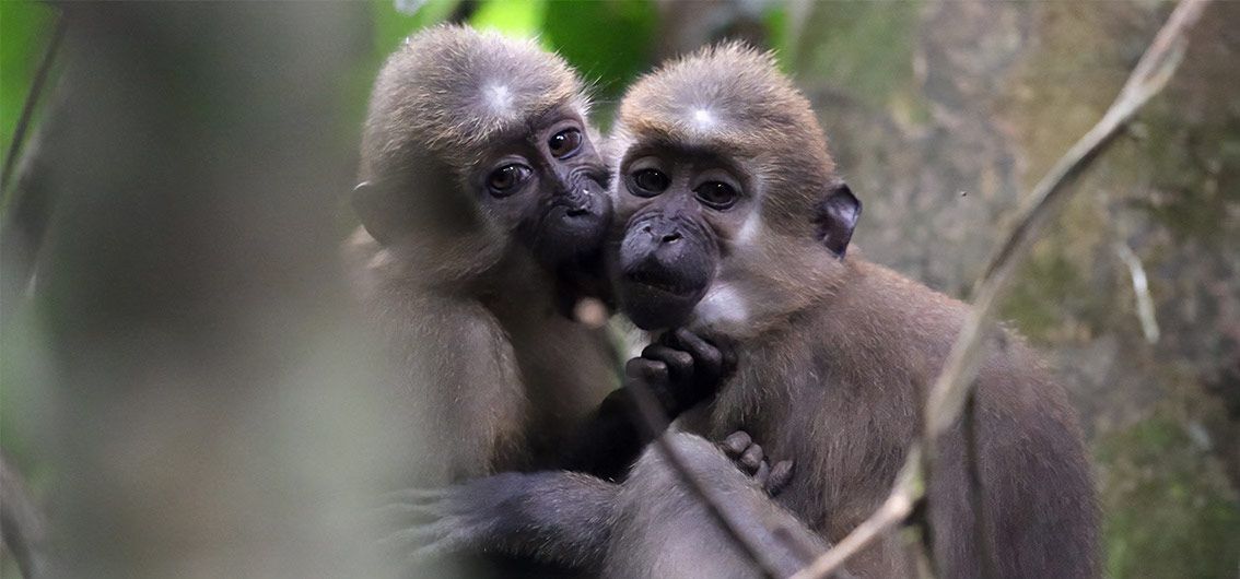 Kongo_Affenbande---Credit-Mehdi-Langanke