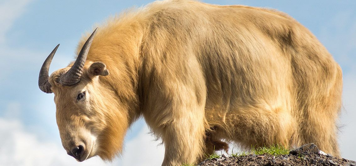 Nationaltier Takin - Credit wwyloeck - stock.adobe.com