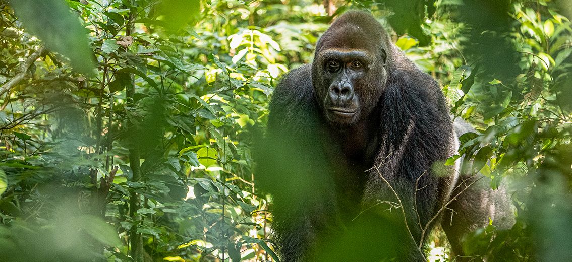 Neuer Silberrücken im Dzanga Sangha Nationalpark