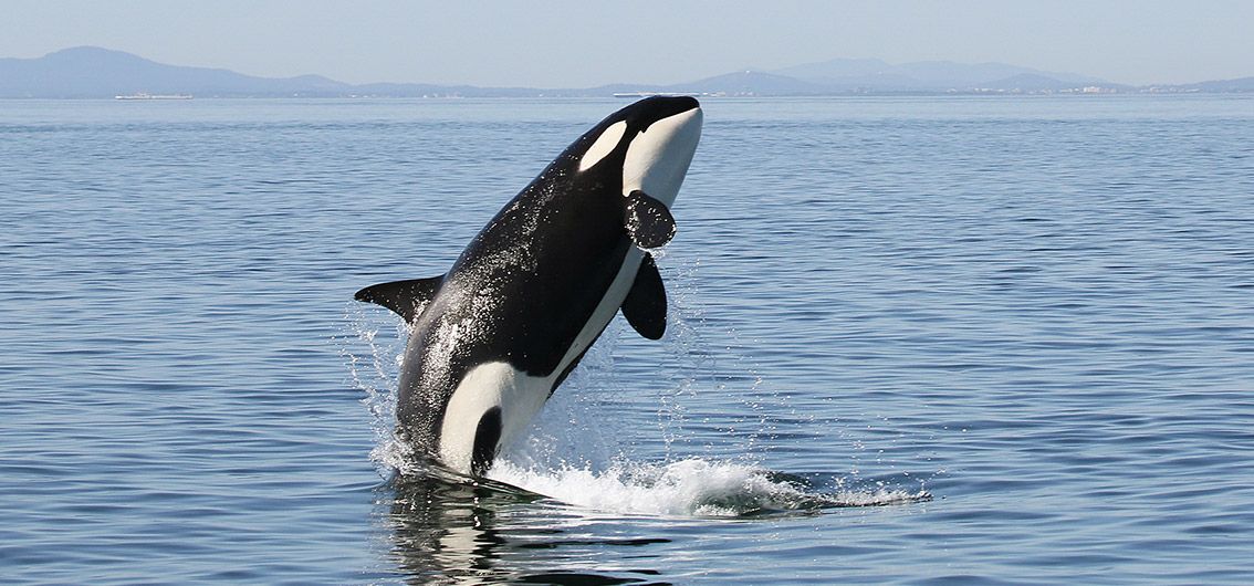 Orca---53---