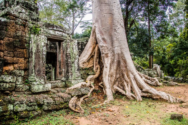 Per E-Bike durch Kambodscha - Tempel Ta Prohm - Siam Reap