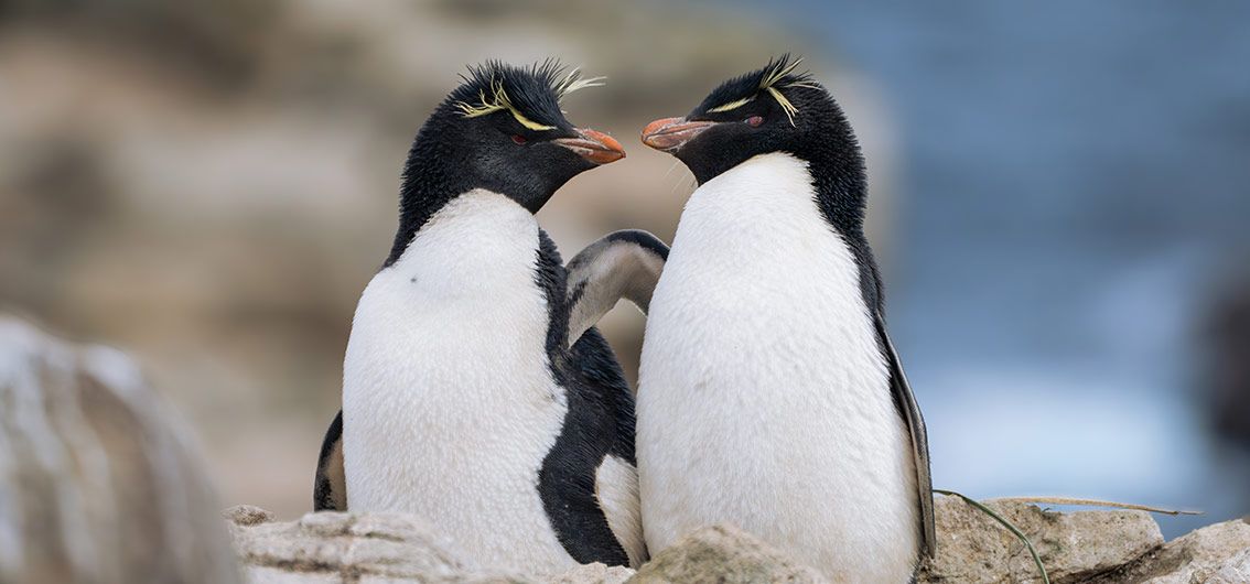Individuelle Antarktis-Kreuzfahrt mit der MS Magellan Explorer  (2028)