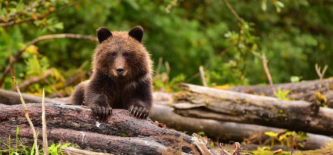 Vancouver-Island-Kreuzfahrt_bear-in-the-woods_credtit_Maple-Leaf-Adv