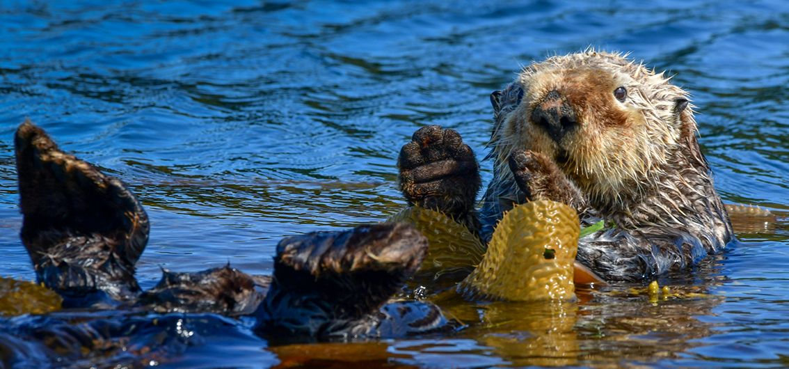 Vancouver-Island-Kreuzfahrt_Beaver_credtit_Maple-Leaf-Adv