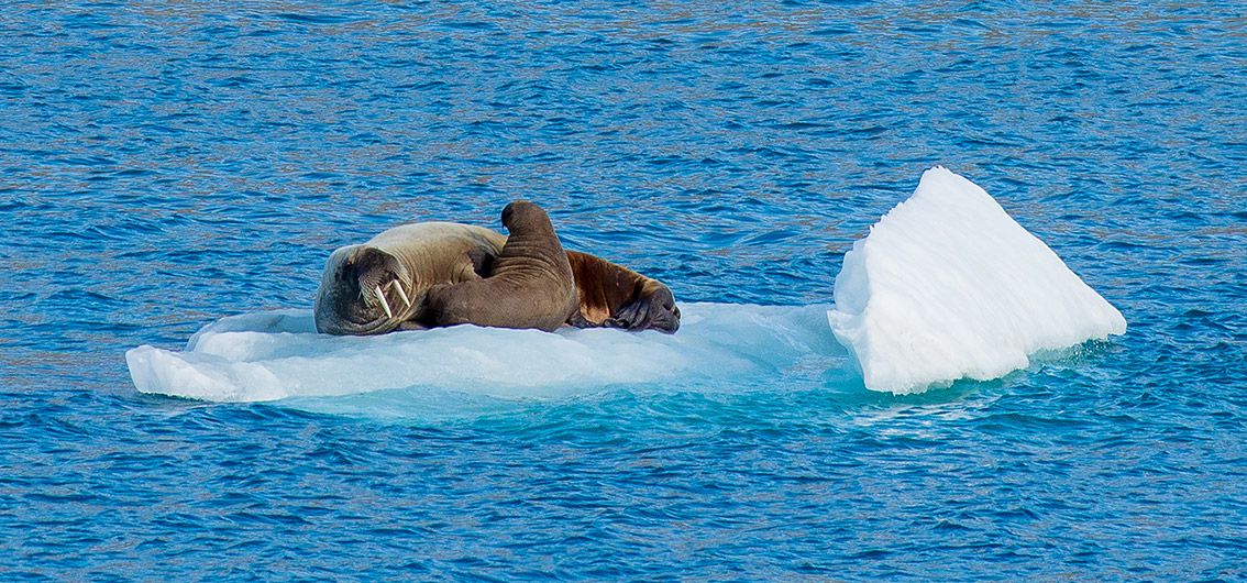 Atlantische Walrosser-O-W