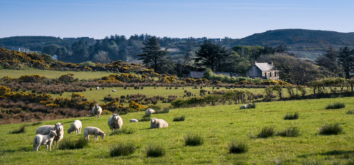 Irland per Zug entdecken: Die Glanzlichter der Grünen Insel (2026)